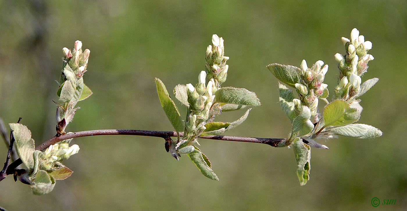 Image of Amelanchier spicata specimen.