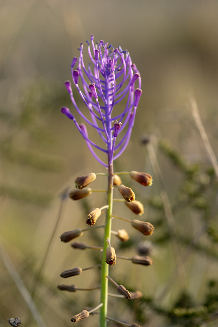 Image of Leopoldia comosa specimen.