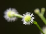 Galium odoratum