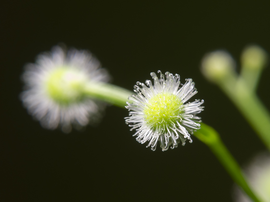 Изображение особи Galium odoratum.