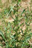 Rumex chalepensis
