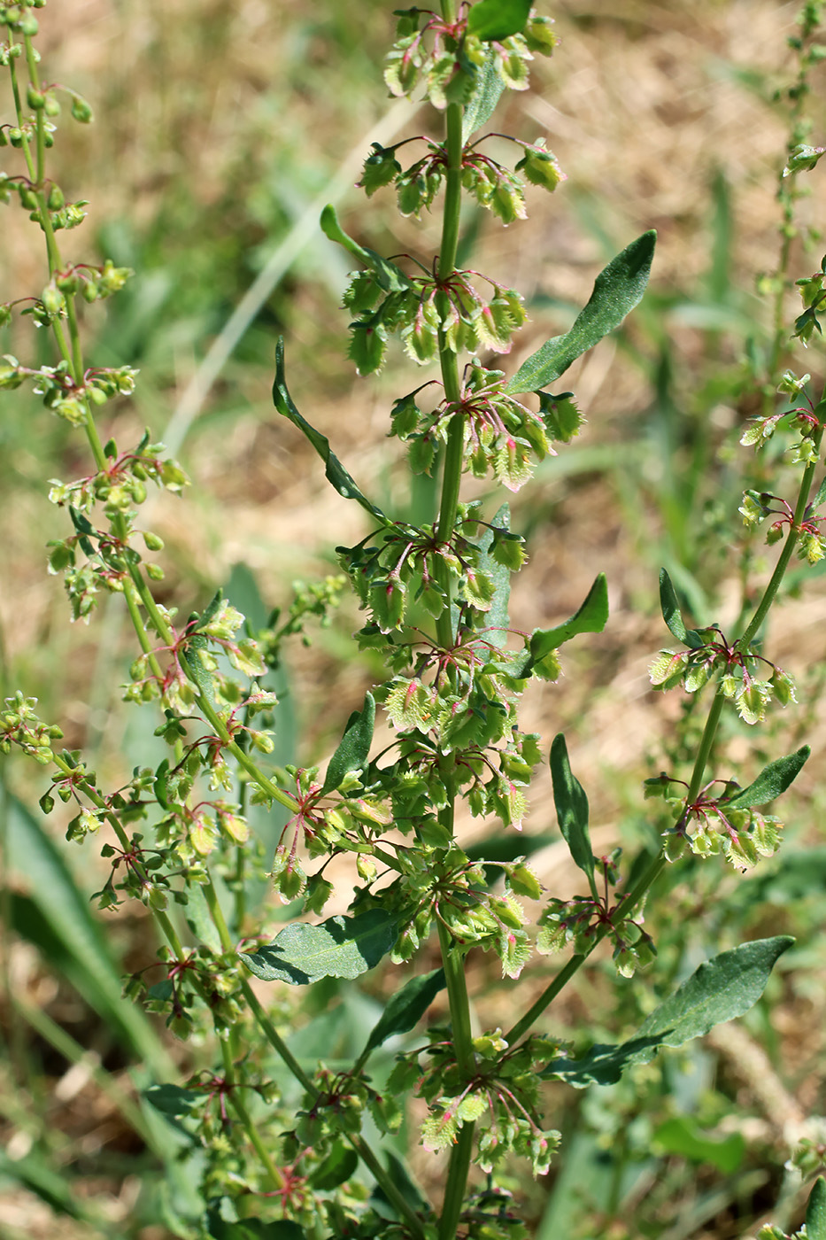 Изображение особи Rumex chalepensis.