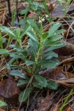 Chimaphila umbellata. Расцветающее растение. Свердловская обл., окр. г. Заречный, край Черемшанского болота, в сосново-берёзовом лесу. 26.06.2019.