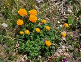 Trollius asiaticus. Цветущие растения. Алтай, Кош-Агачский р-н, долина р. Аккаллу-Озек, ≈ 2500 м н.у.м., горная тундра. 17.06.2019.