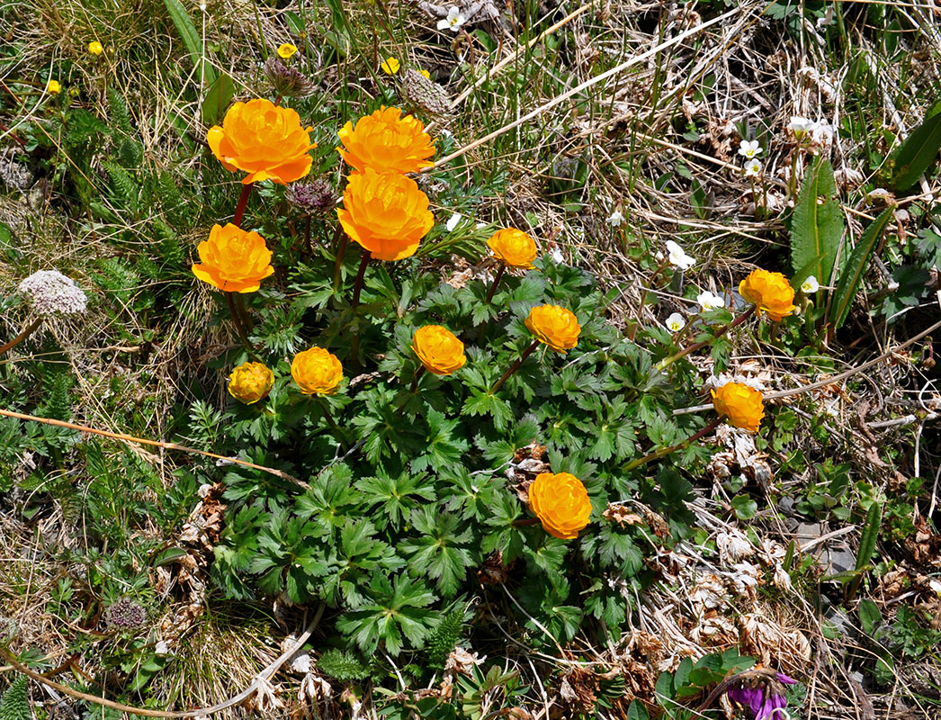 Изображение особи Trollius asiaticus.