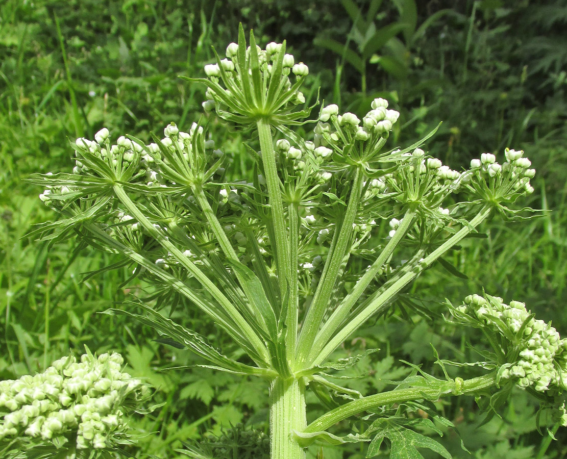 Изображение особи Pleurospermum uralense.