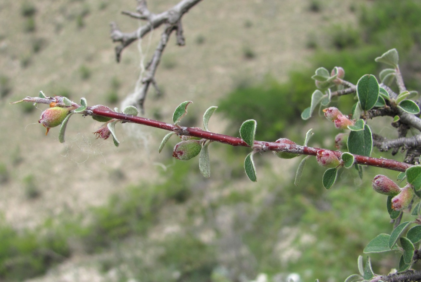 Image of Cotoneaster nummularius specimen.