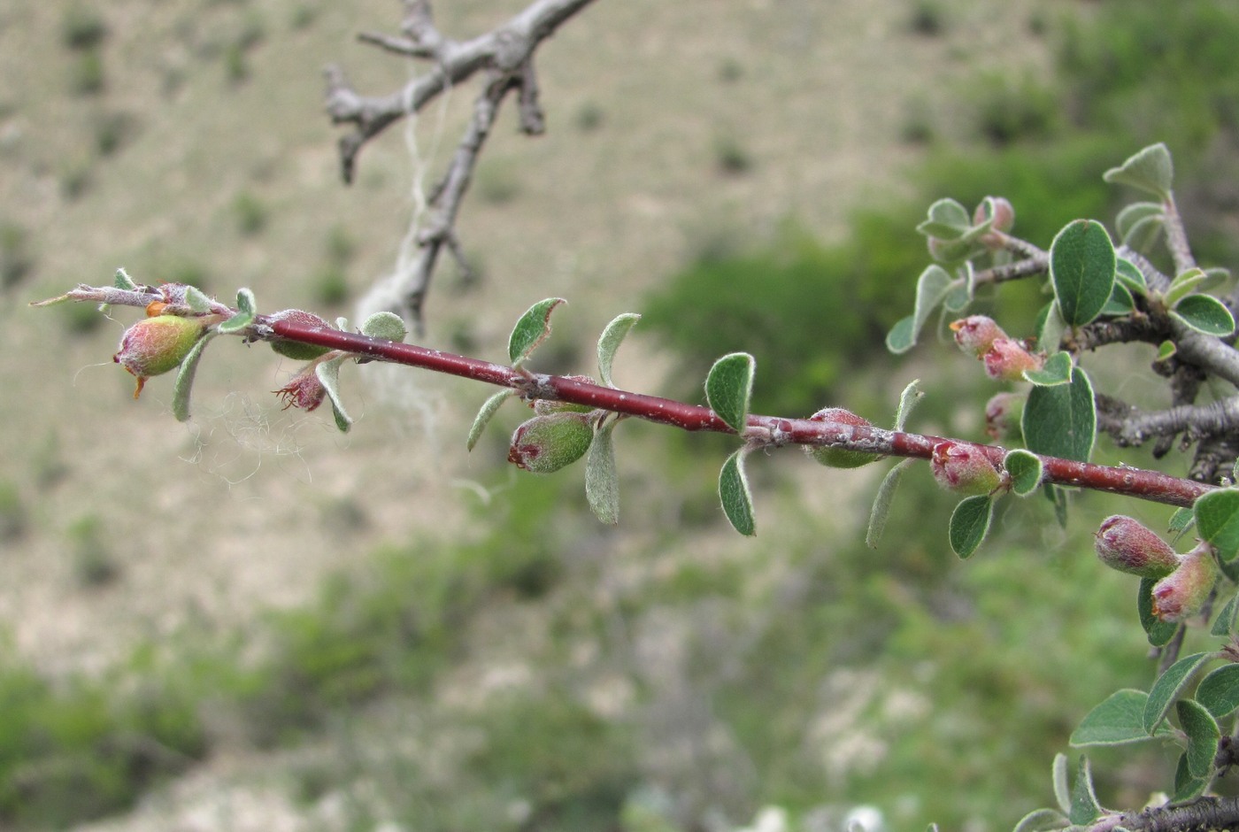 Изображение особи Cotoneaster nummularius.