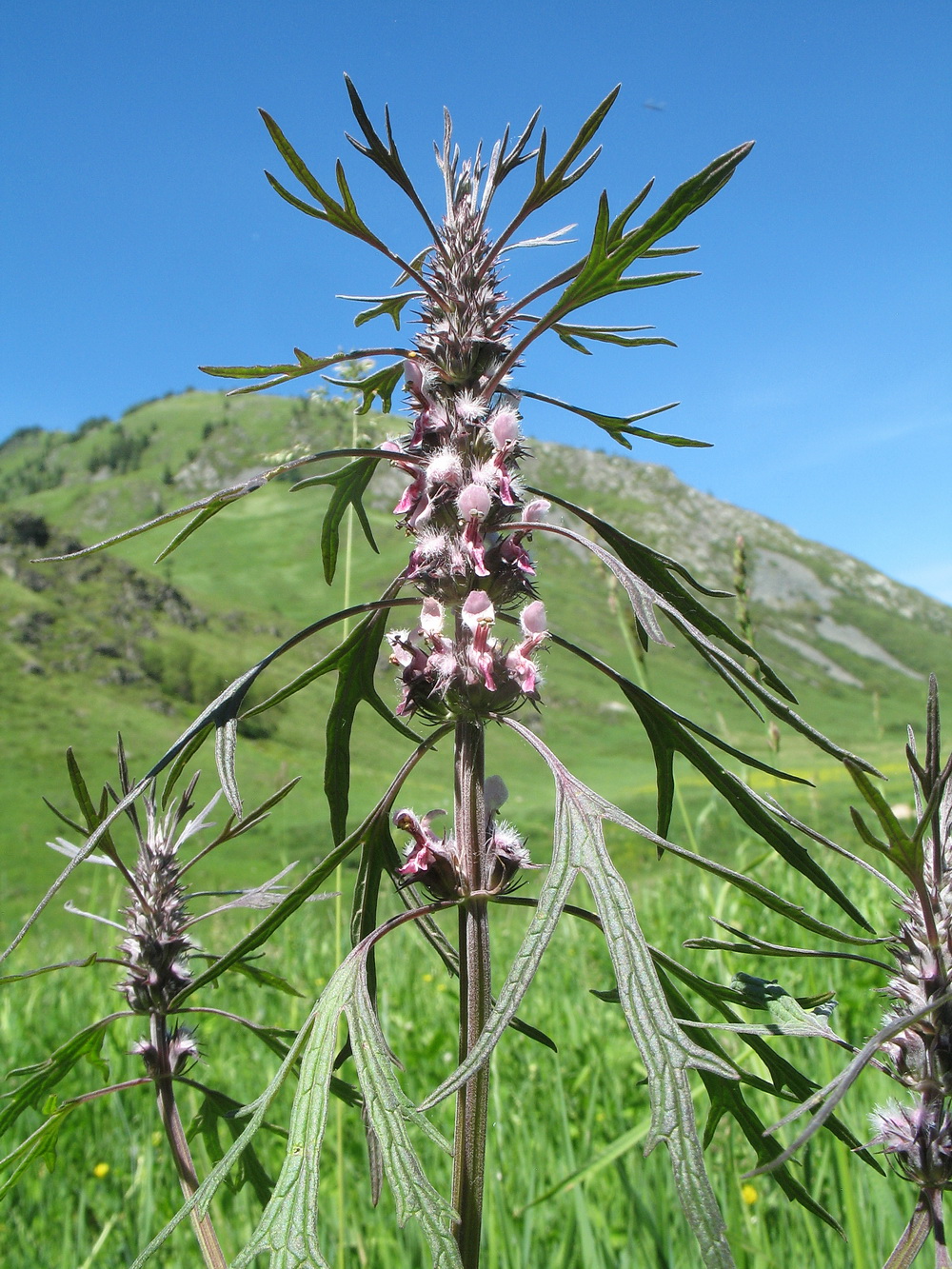 Изображение особи Leonurus glaucescens.