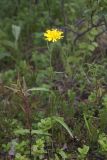 Hieracium laevigatum. Цветущее растение на опушке мелколиственного леса в сообществе с Calluna vulgaris, Vaccinium vitis-idaea и Melampyrum sylvaticum. Мурманская обл., окр. пос. Росляково, левый берег губы Грязная. 18.08.2019.