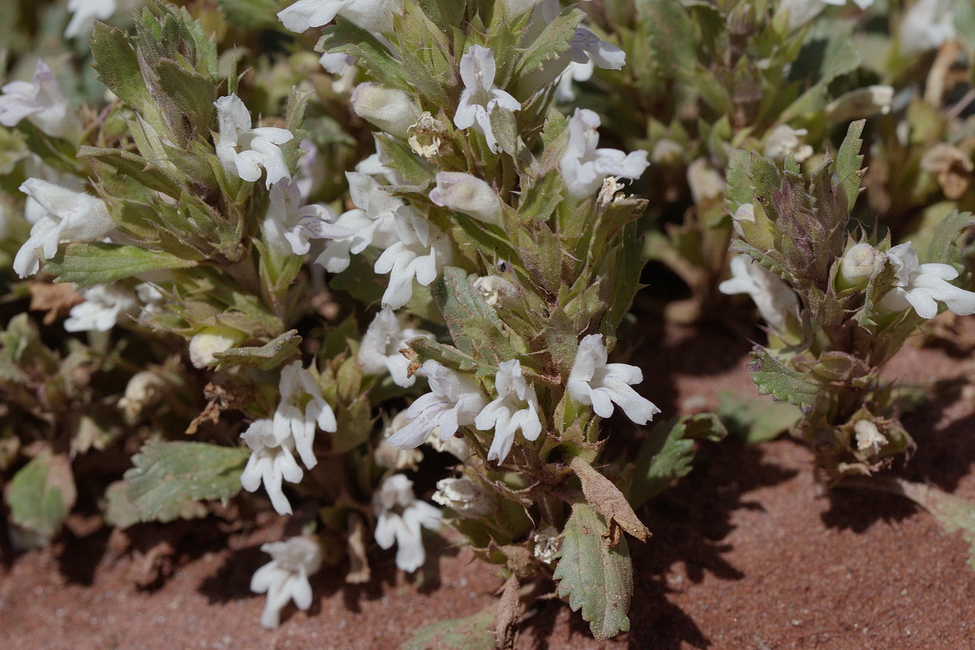 Изображение особи Dracocephalum heterophyllum.