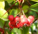 Crataegus submollis. Соплодие. Подмосковье, г. Коломна, в культуре. Сентябрь 2019 г.