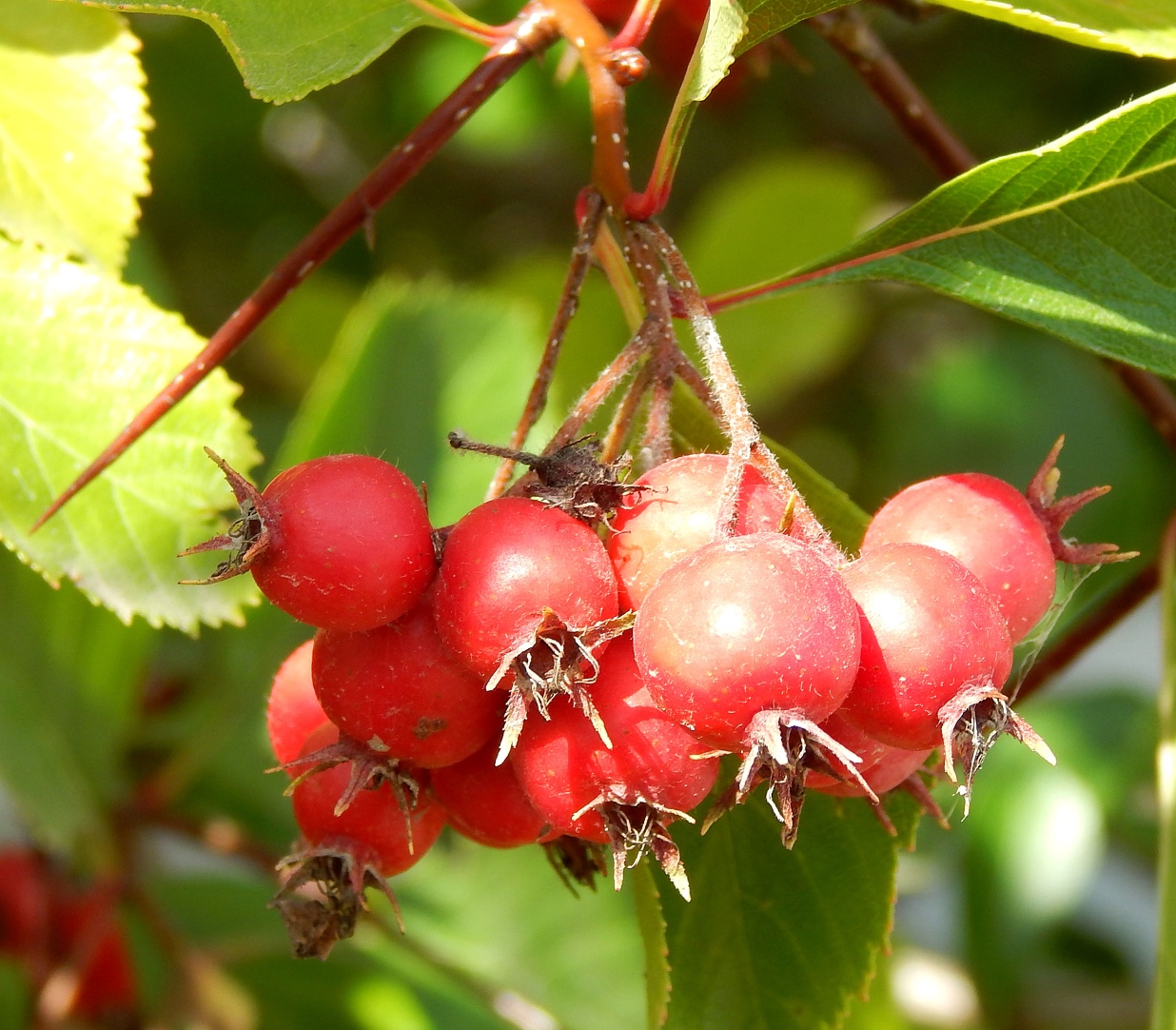 Изображение особи Crataegus submollis.