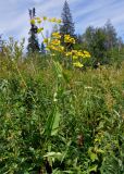 Bupleurum longifolium subspecies aureum. Верхушка плодоносящего растения. Челябинская обл., Саткинский р-н, хребет Зюраткуль, ≈ 1000 м н.у.м., субальпийский луг. 31.07.2019.