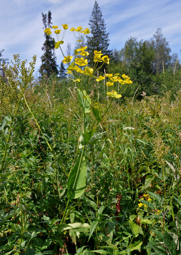 Изображение особи Bupleurum longifolium ssp. aureum.