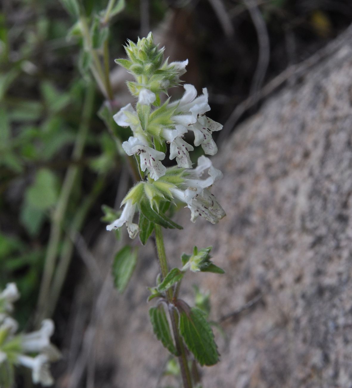 Изображение особи род Stachys.