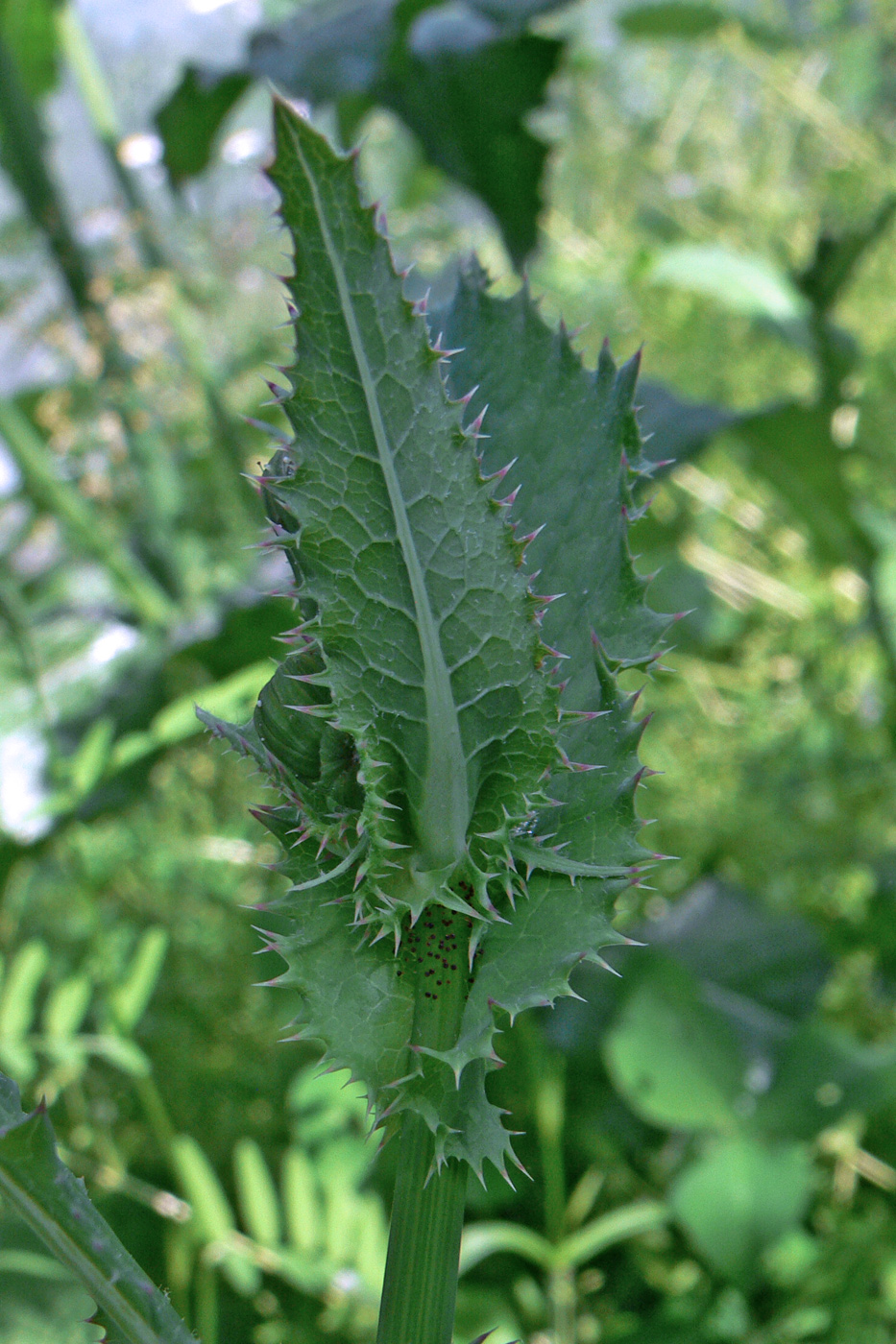 Image of Sonchus asper specimen.