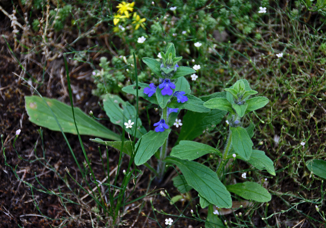 Изображение особи Ajuga genevensis.