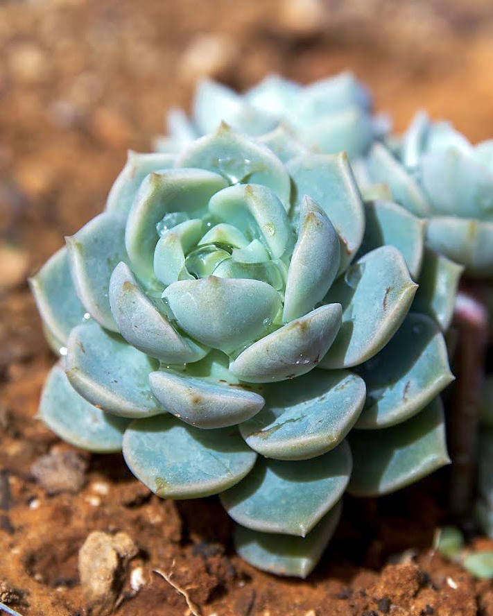 Изображение особи род Echeveria.