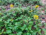 Helianthus debilis