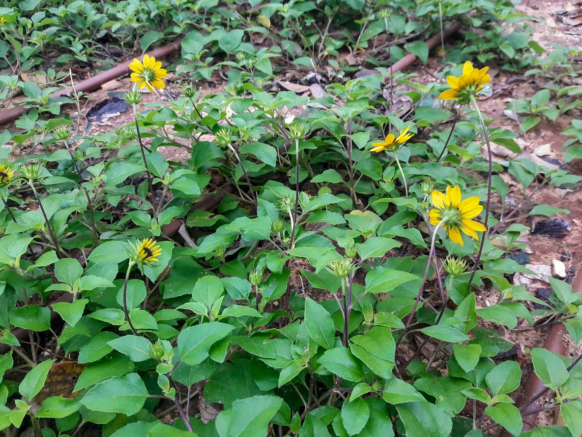 Изображение особи Helianthus debilis.