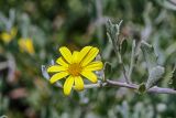 Chrysanthemoides monilifera