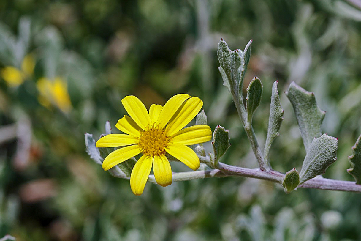 Изображение особи Chrysanthemoides monilifera.