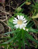 Achillea подвид macrocephala