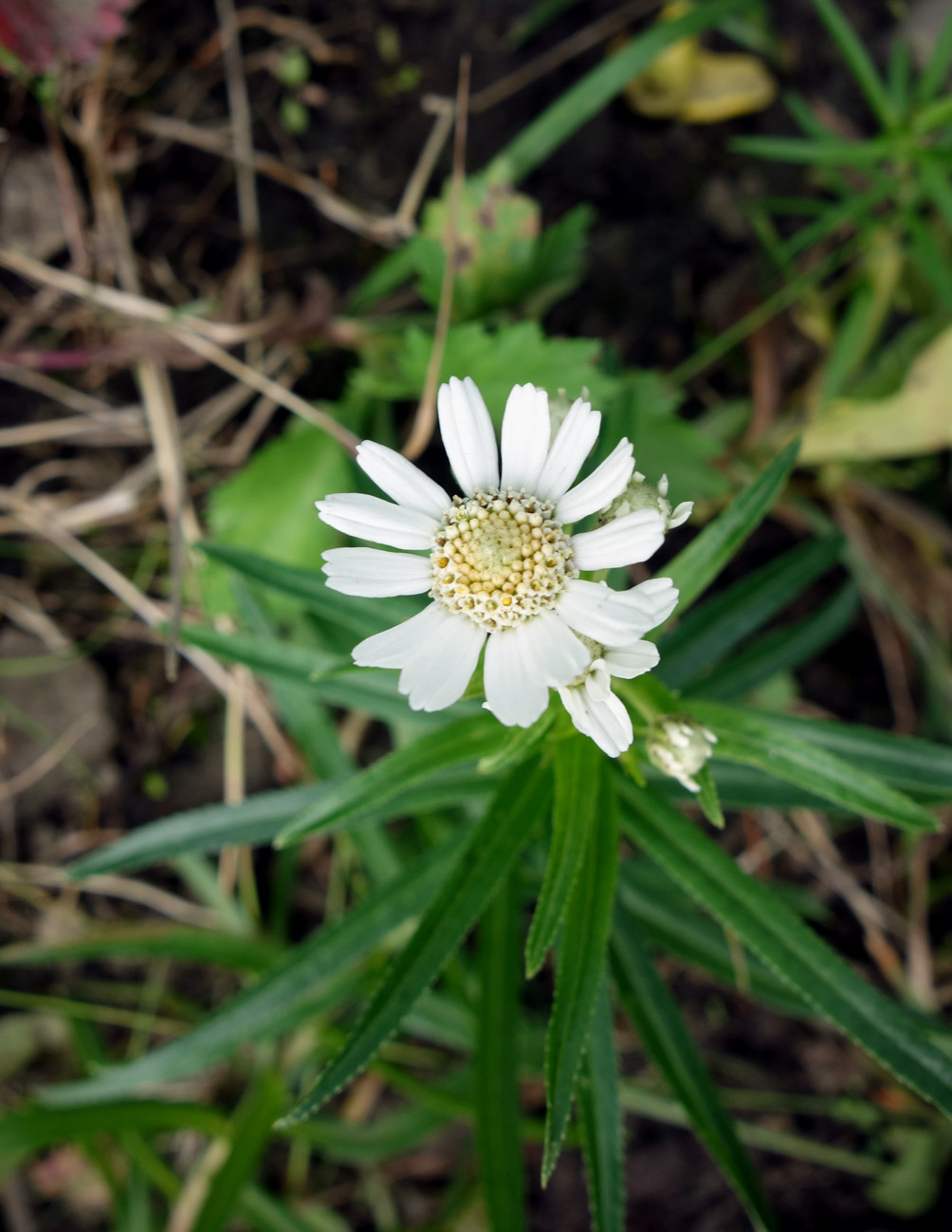 Image of Achillea ptarmica ssp. macrocephala specimen.