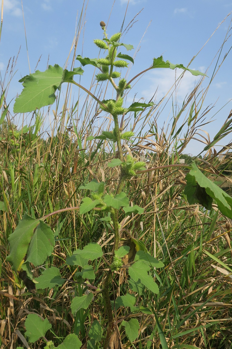 Image of Xanthium orientale specimen.