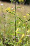 Hieracium umbellatum. Средняя часть побега. Псковская обл., Печорский р-н, Изборско-Мальская долина восточнее оз. Городищенское, суходольный разнотравно-злаковый луг. 03.08.2019.