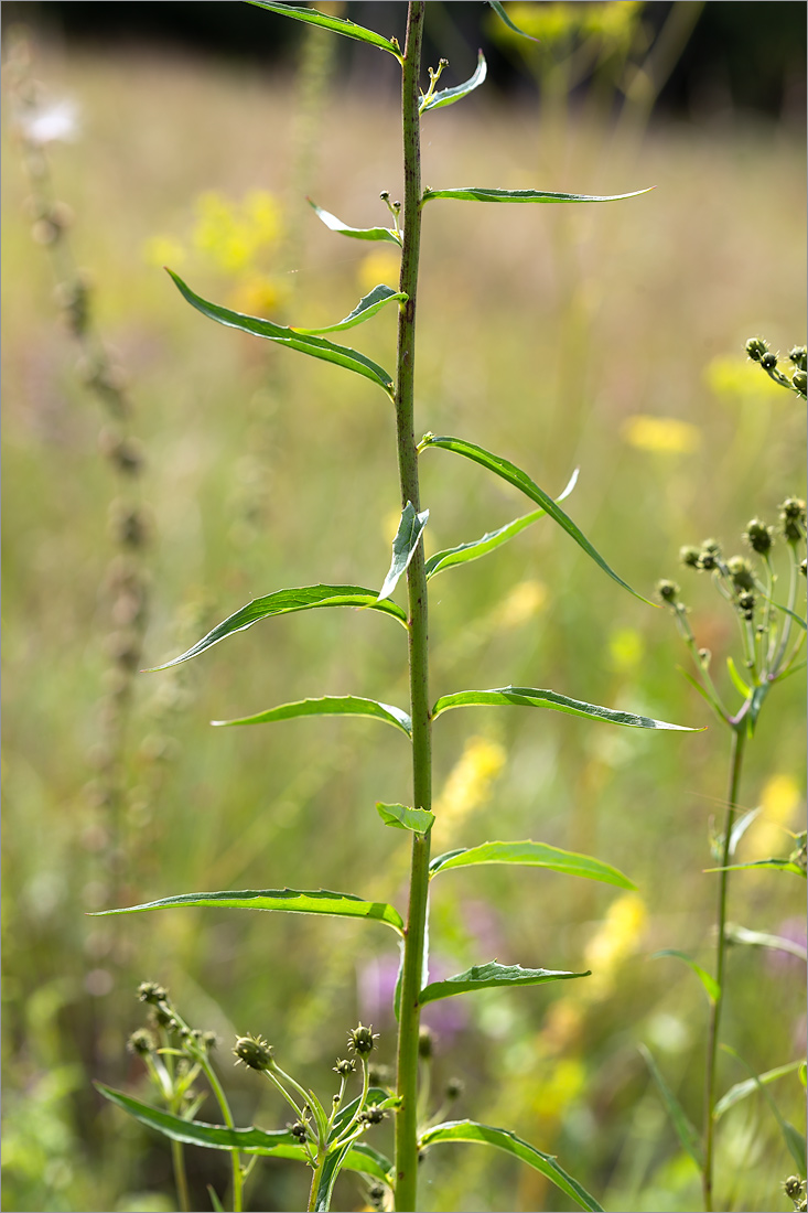 Изображение особи Hieracium umbellatum.