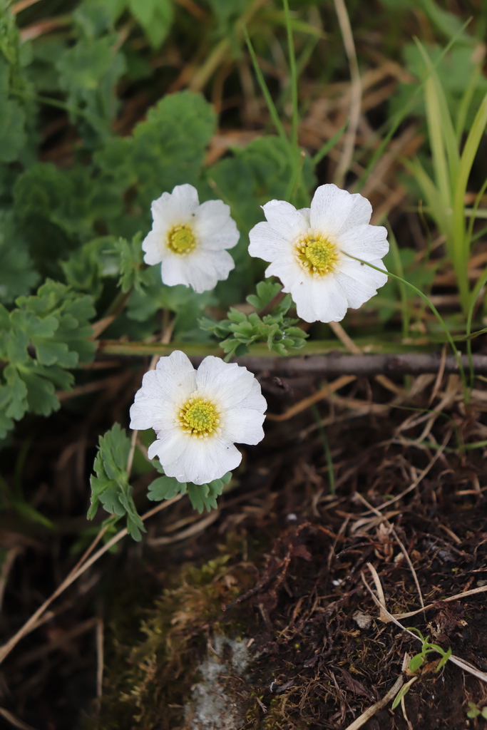 Изображение особи Callianthemum sajanense.