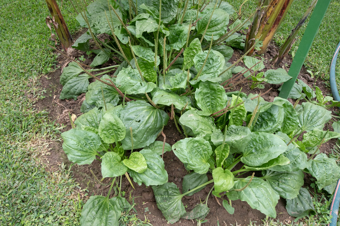 Изображение особи Plantago major.