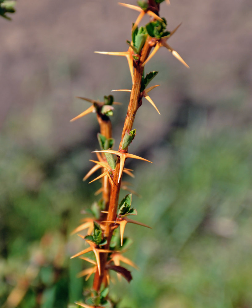 Image of Berberis sibirica specimen.