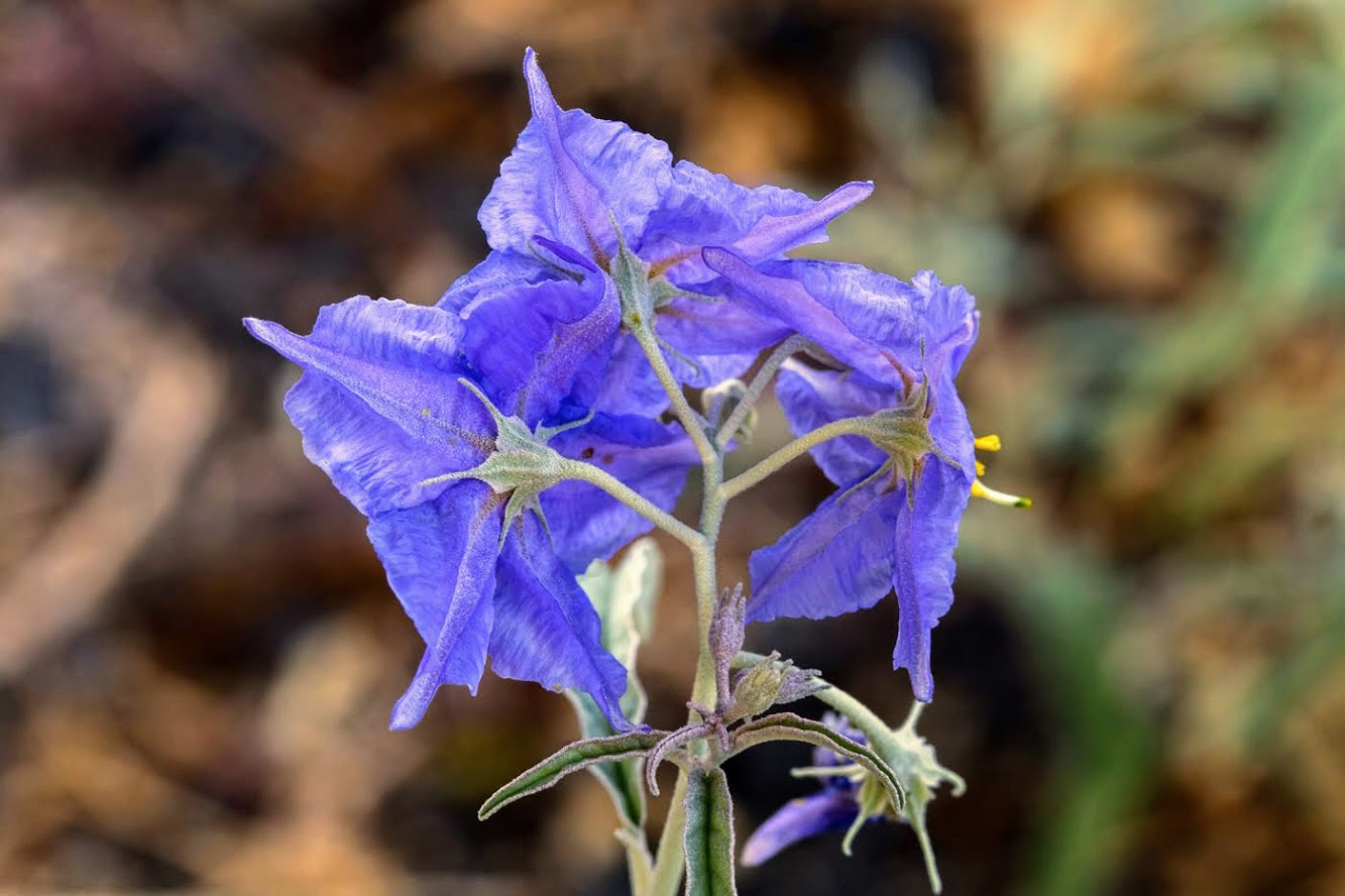 Изображение особи Solanum elaeagnifolium.