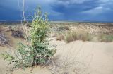 Astragalus lehmannianus