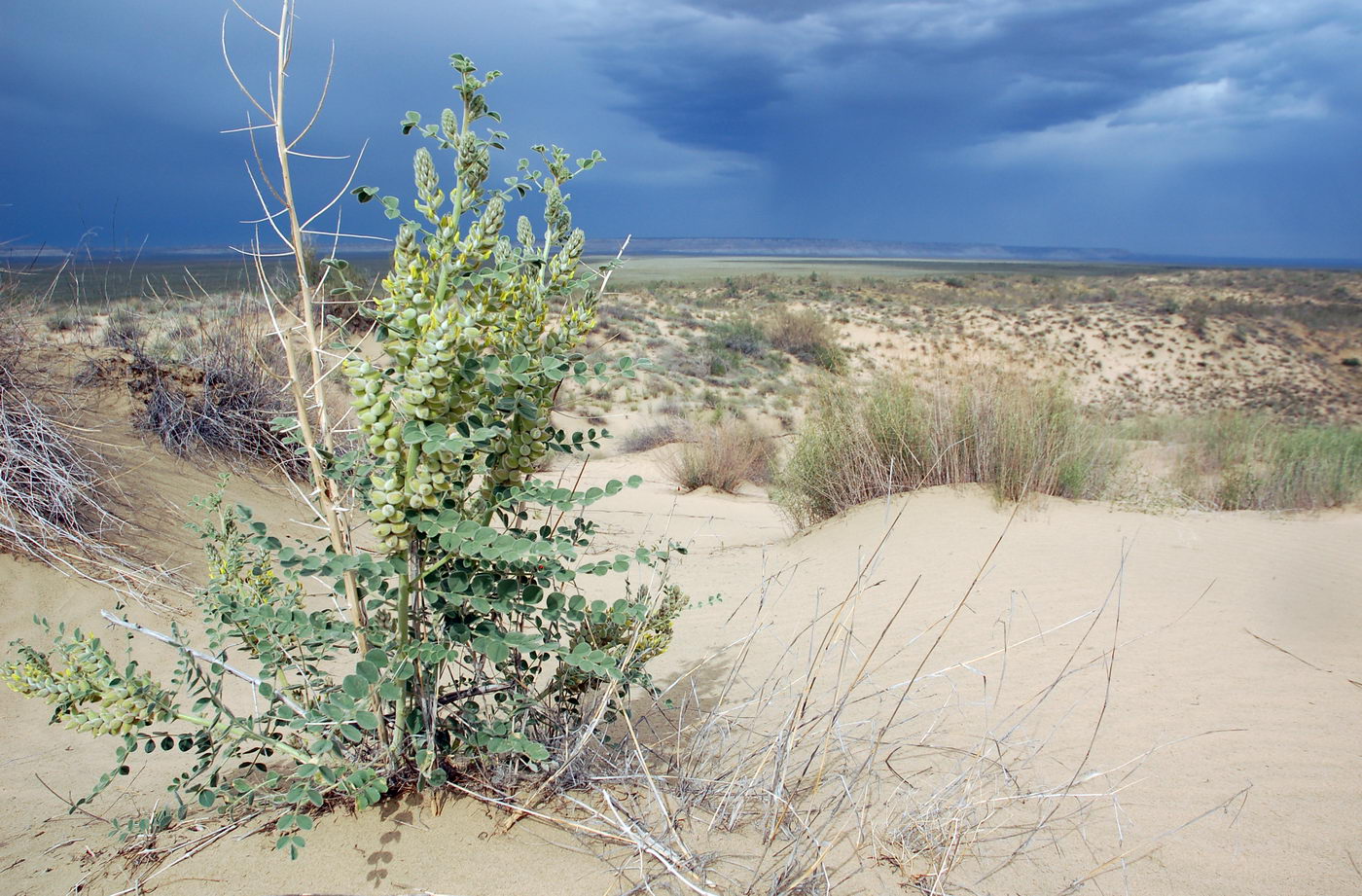 Изображение особи Astragalus lehmannianus.