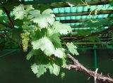 Vitis vinifera. Часть ветви с соцветиями. Кыргызстан, Чуйская обл., с. Восток, приусадебный участок, в культуре. 03.06.2019.