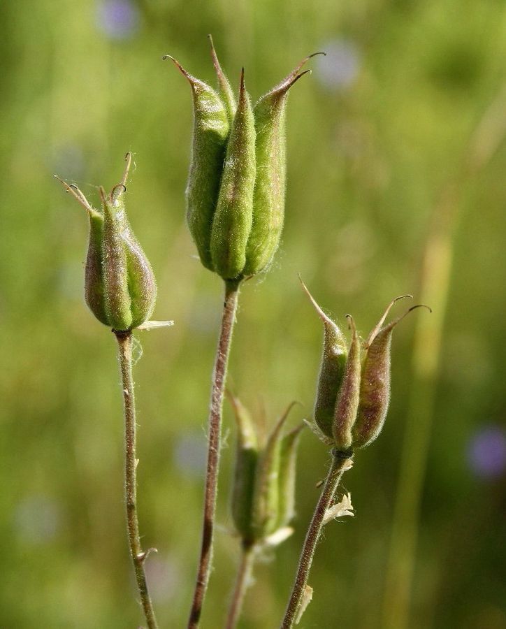 Изображение особи Aquilegia vulgaris.