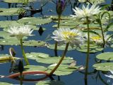 Nymphaea lotus