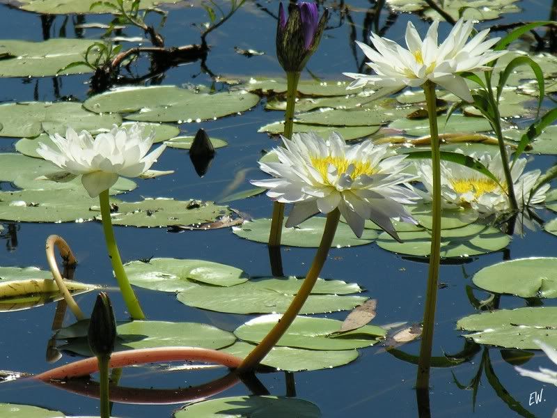 Image of Nymphaea lotus specimen.