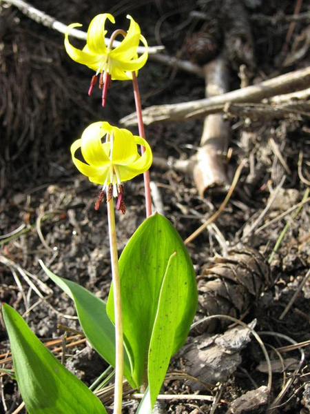 Image of Erythronium grandiflorum specimen.