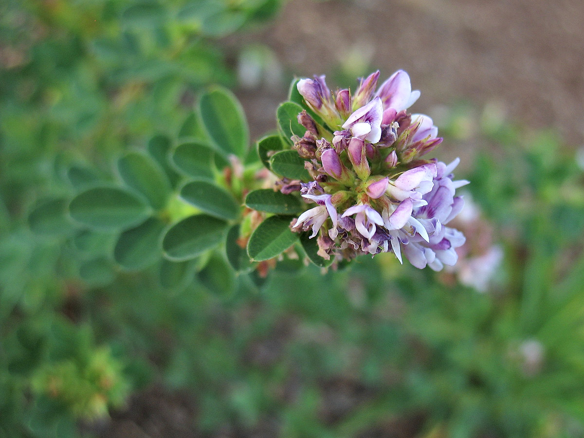 Изображение особи Lespedeza &times; nuttallii.