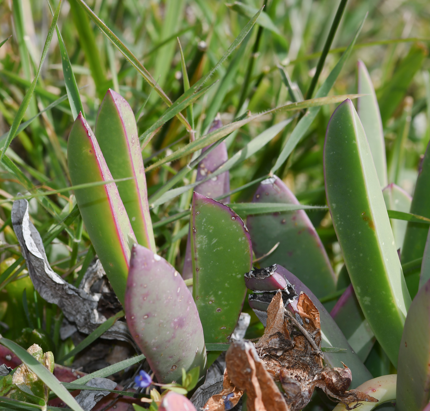 Image of Carpobrotus quadrifidus specimen.