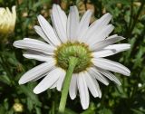 Leucanthemum maximum