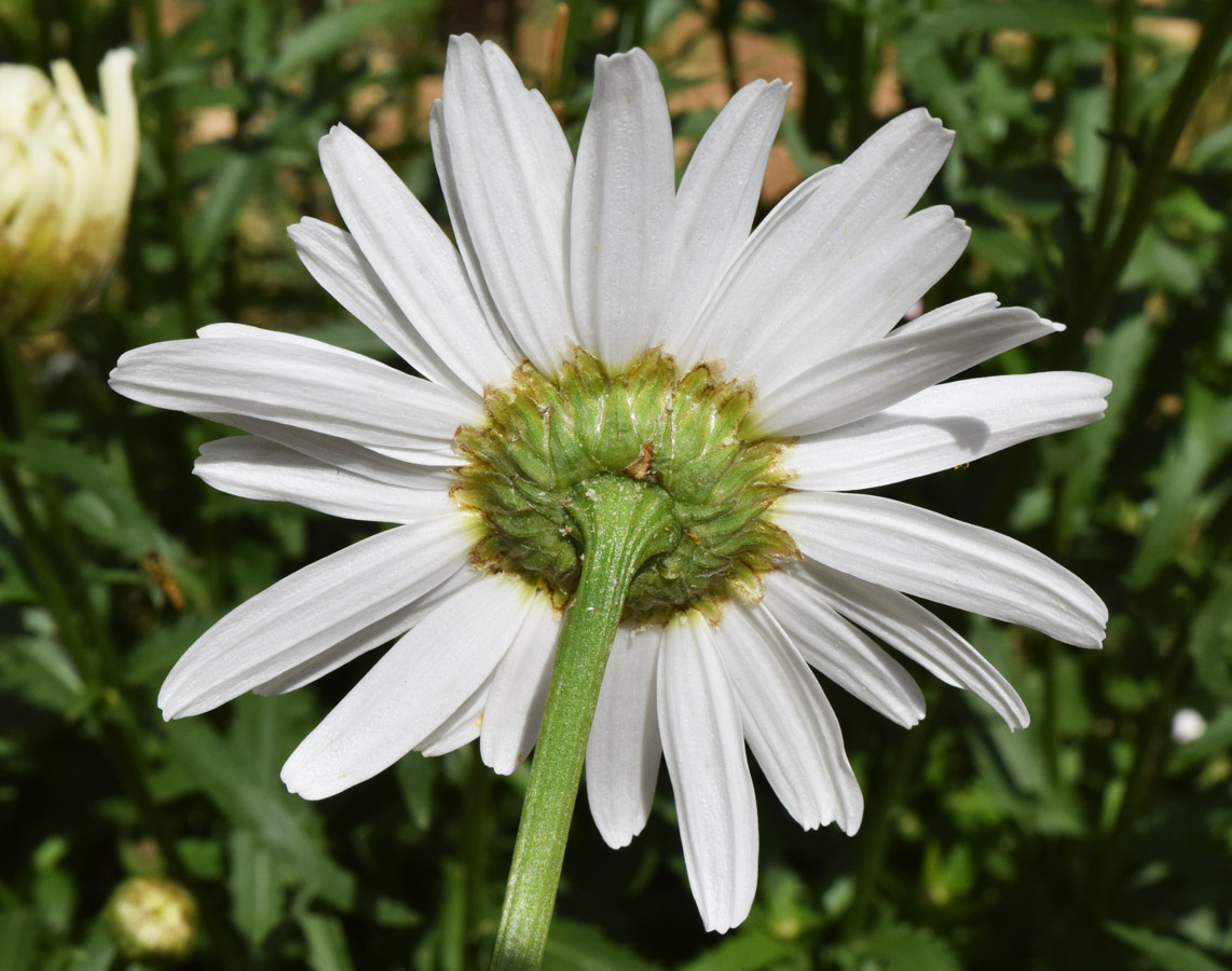 Image of Leucanthemum maximum specimen.