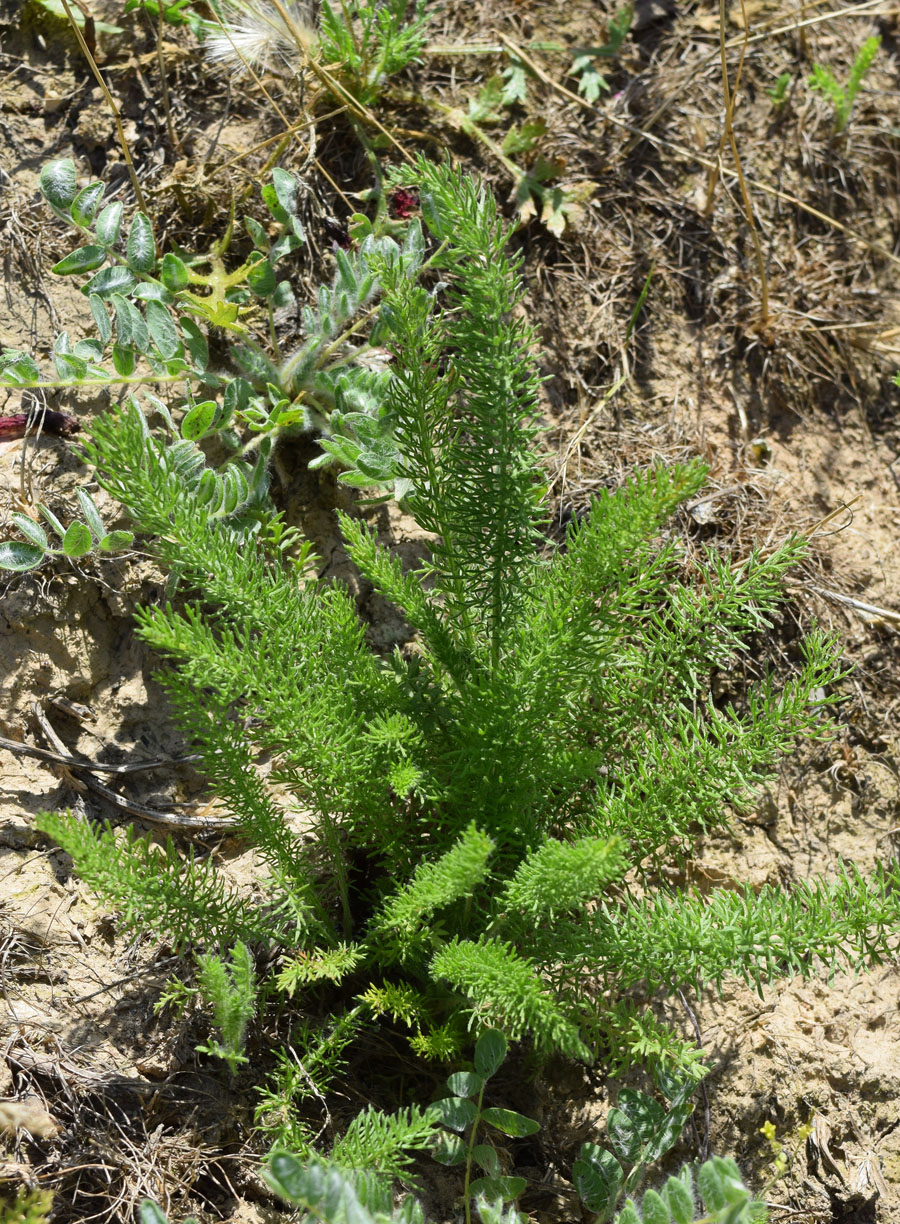 Image of Achillea arabica specimen.