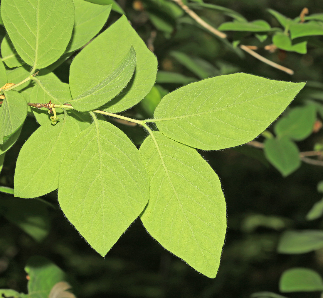 Image of Lonicera praeflorens specimen.