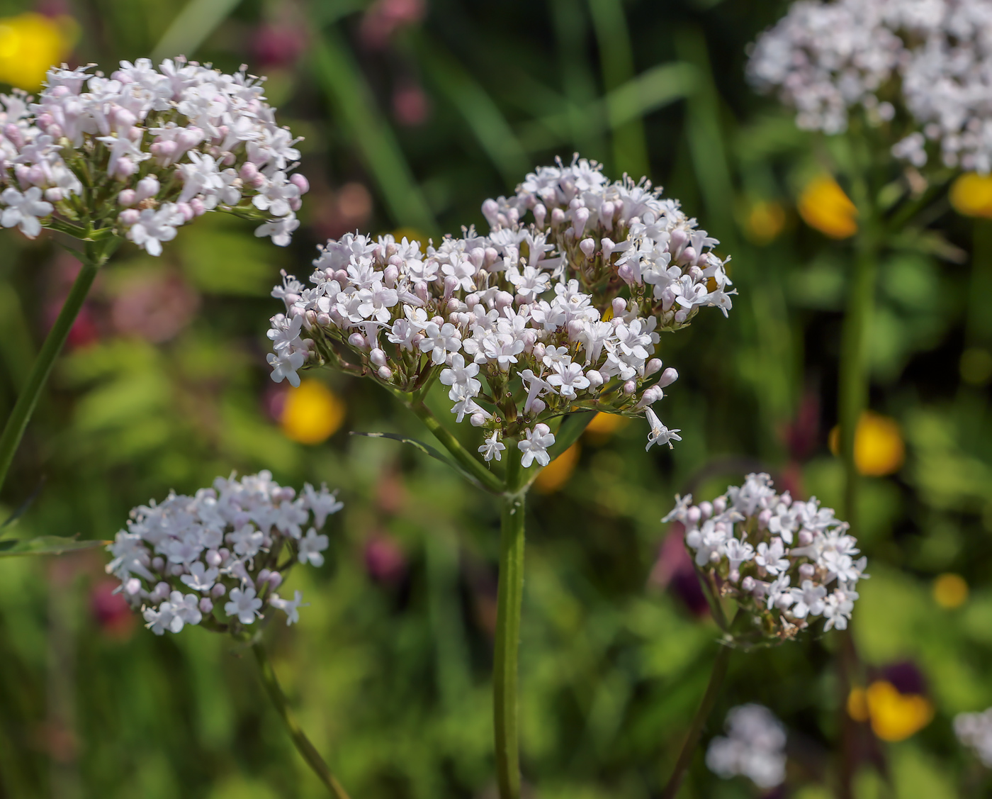 Изображение особи Valeriana wolgensis.